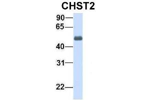 Image no. 1 for anti-Carbohydrate (N-Acetylglucosamine-6-O) Sulfotransferase 2 (CHST2) (Middle Region) antibody (ABIN2782626)