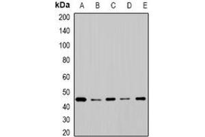 Image no. 2 for anti-Cytochrome P450, Family 2, Subfamily F, Polypeptide 1 (CYP2F1) (full length) antibody (ABIN6043370)