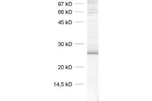Image no. 2 for anti-Caveolin 1, Caveolae Protein, 22kDa (CAV1) (AA 1-17) antibody (ABIN1742344)