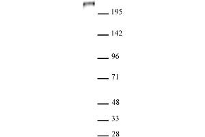 Image no. 1 for anti-Tet Methylcytosine Dioxygenase 1 (TET1) (AA 1682-1914) antibody (ABIN6972855)