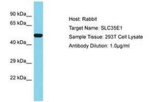Image no. 1 for anti-Solute Carrier Family 35, Member E1 (SLC35E1) (AA 322-371) antibody (ABIN6750683)