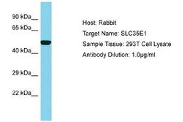 SLC35E1 anticorps  (AA 322-371)