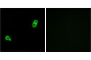 Image no. 2 for anti-G Protein-Coupled Receptor 34 (GPR34) (AA 181-230) antibody (ABIN1535743)