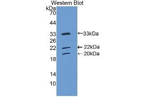 COLEC10 antibody  (AA 34-277)