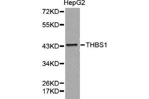 Thrombospondin 1 anticorps  (AA 80-360)