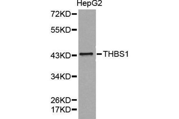 Thrombospondin 1 anticorps  (AA 80-360)