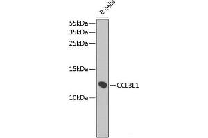 CCL3L1 抗体