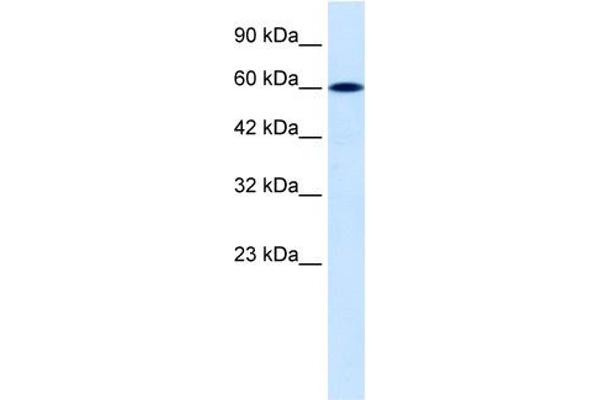 DACH2 Antikörper  (C-Term)
