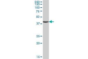 Image no. 2 for anti-Ankyrin Repeat and SOCS Box Containing 9 (ASB9) (AA 1-294) antibody (ABIN530780)