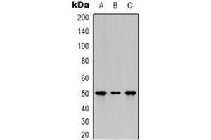 Image no. 2 for anti-Tubulin, beta 2A (TUBB2A) antibody (ABIN2852701)