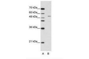 Image no. 1 for anti-G-Rich RNA Sequence Binding Factor 1 (GRSF1) (AA 21-80) antibody (ABIN202491)