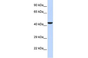 Image no. 1 for anti-N-Myc (And STAT) Interactor (NMI) (Middle Region) antibody (ABIN2776425)