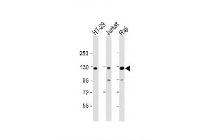 Image no. 3 for anti-Retinoblastoma-Like 2 (p130) (RBL2) (AA 165-194), (N-Term) antibody (ABIN656158)