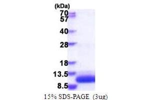 Image no. 1 for G Protein gamma Transducing Activity Polypeptide 1 (GNGT1) (AA 1-71) protein (His tag) (ABIN5853881)
