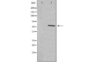 Image no. 2 for anti-Polo-Like Kinase 5 (PLK5) (Internal Region) antibody (ABIN6259479)