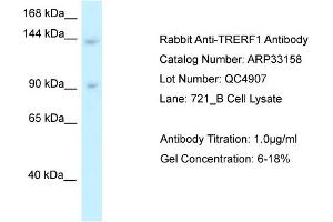Image no. 1 for anti-Transcriptional Regulating Factor 1 (TRERF1) (C-Term) antibody (ABIN2777781)