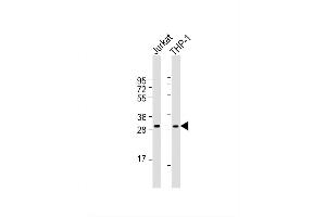Image no. 4 for anti-CD40 Ligand (CD40LG) (AA 33-62), (N-Term) antibody (ABIN390458)