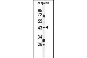 Western blot analysis of GP Antibody (Center) (ABIN1537967 and ABIN2849320) in mouse spleen tissue lysates (35 μg/lane).