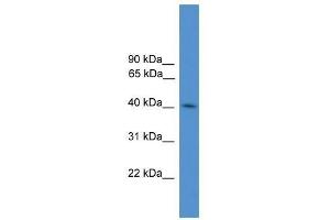 Image no. 1 for anti-Kelch Domain Containing 3 (KLHDC3) (N-Term) antibody (ABIN928638)