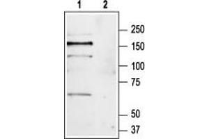Metabotropic Glutamate Receptor 1 antibody  (Extracellular, N-Term)