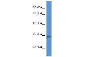 Image no. 1 for anti-Transmembrane Protein 33 (TMEM33) (Middle Region) antibody (ABIN2773897)