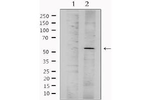 Image no. 4 for anti-Chemokine (C-X-C Motif) Receptor 7 (CXCR7) (Internal Region) antibody (ABIN6258040)