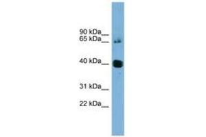 Image no. 1 for anti-Nodal Homolog (NODAL) (AA 35-84) antibody (ABIN6744117)