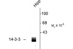 Image no. 1 for anti-14-3-3 alpha + beta (YWHAB) (C-Term) antibody (ABIN361389)
