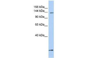 Image no. 1 for anti-PAX3 and PAX7 Binding Protein 1 (PAXBP1) (C-Term) antibody (ABIN928188)
