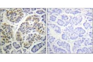 Immunohistochemistry analysis of paraffin-embedded human pancreas, using 14-3-3 thet/tau (Phospho-Ser232) Antibody.