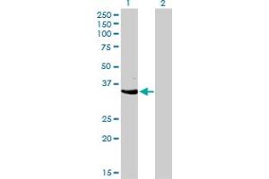 Image no. 3 for anti-Cyclin-Dependent Kinase 3 (CDK3) (AA 206-305) antibody (ABIN560290)