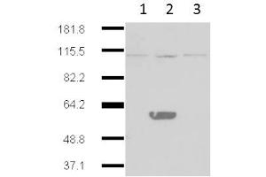 Western Blot of Mouse Anti-IDO2 antibody.
