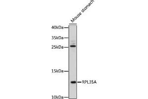 Western blot analysis of extracts of mouse stomach, using RPL35A antibody (ABIN7270005) at 1:500 dilution.