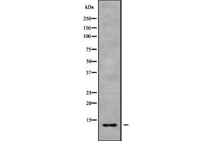 Image no. 2 for anti-Cytochrome C Oxidase Subunit VIIb (COX7B) (Internal Region) antibody (ABIN6260996)