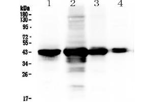 Image no. 1 for anti-Paraoxonase 1 (PON1) (AA 30-274) antibody (ABIN5519053)