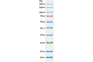 Image no. 1 for ExcelBand™ Enhanced 3-color Regular Range Protein Marker (ABIN5662610)