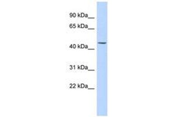 Keratin 24 anticorps  (C-Term)