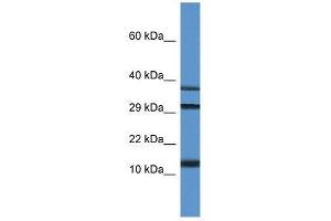 Image no. 1 for anti-Ubiquitin-Like 3 (UBL3) (C-Term) antibody (ABIN928890)
