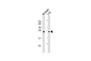 Image no. 2 for anti-Vitamin K Epoxide Reductase Complex, Subunit 1-Like 1 (VKORC1L1) (AA 19-47), (N-Term) antibody (ABIN657592)