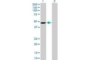 Western Blot analysis of WNT5B expression in transfected 293T cell line by WNT5B MaxPab polyclonal antibody.