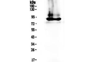 Image no. 1 for anti-Coagulation Factor II (thrombin) (F2) (AA 67-124) antibody (ABIN5693261)
