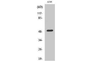 Image no. 1 for anti-Dynactin 2 (p50) (DCTN2) (C-Term) antibody (ABIN3184368)