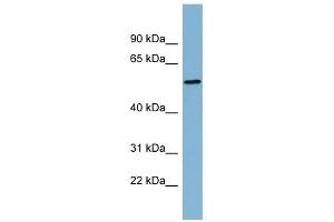 Image no. 1 for anti-Mesoderm Induction Early Response 1, Family Member 2 (MIER2) (Middle Region) antibody (ABIN632926)