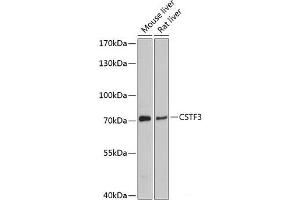 Western blot analysis of extracts of various cell lines using CSTF3 Polyclonal Antibody at dilution of 1:3000.