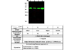 Image no. 2 for anti-Histone Acetyltransferase 1 (HAT1) (N-Term) antibody (ABIN6924122)