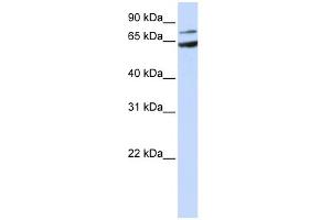 FZD8 antibody  (N-Term)