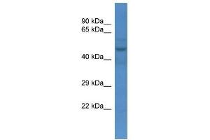 Image no. 1 for anti-Solute Carrier Family 16 (Monocarboxylic Acid Transporters), Member 3 (SLC16A3) (N-Term) antibody (ABIN928032)