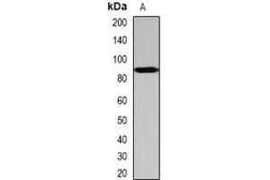 Image no. 3 for anti-SCY1-Like 1 (SCYL1) (full length) antibody (ABIN6004390)
