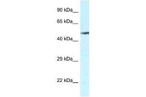 VNN2 antibody  (C-Term)