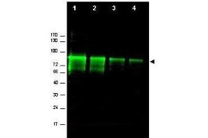 Western blot using  Affinity Purified anti-Mre11 antibody shows detection of a band ~80 kDa corresponding to mouse Mre11 (arrowhead).